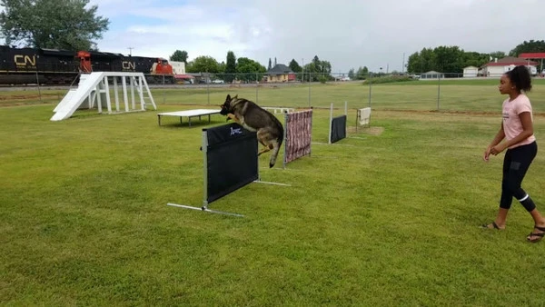 IPO/IGP/Schutzhund Aluminum Pendel Hurdle Jump - Image 5